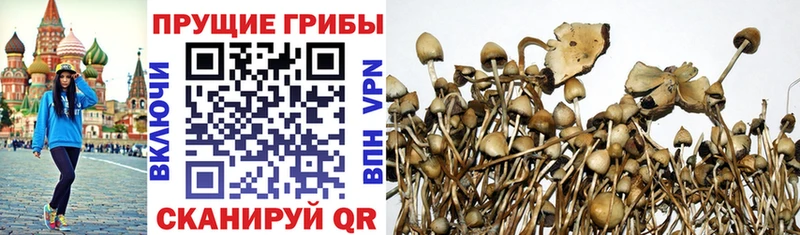Псилоцибиновые грибы Psilocybine cubensis  Новоульяновск 
